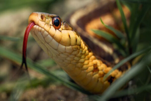 Nằm mơ thấy rắn đánh con gì? Giải mã chi tiết và con số may mắn