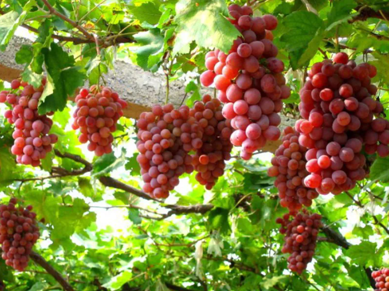 Những chùm nho Ninh Thuận chín mọng tại vườn Thái An, điểm dừng chân lý tưởng trên hành trình khám phá Vĩnh Hy.